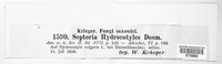 Septoria hydrocotyles image